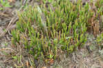 Riddell's spikemoss